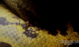 做爱视频全过程,一场禁忌之爱的私密旅程